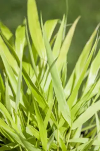 hakonechloa macra 'all gold' P9 - afbeelding 3