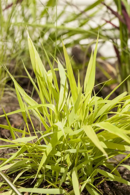 hakonechloa macra 'all gold' P9 - afbeelding 5