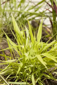 hakonechloa macra 'all gold' P9 - afbeelding 5