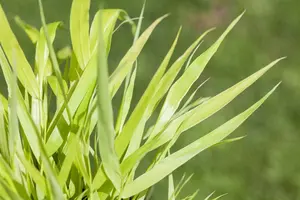 hakonechloa macra 'all gold' P9 - afbeelding 2