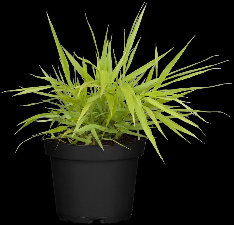 hakonechloa macra 'all gold' P9 - afbeelding 4