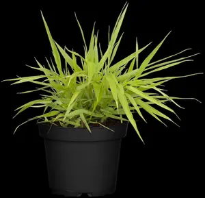 hakonechloa macra 'all gold' P9 - afbeelding 4