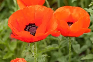 papaver or. 'allegro' P9