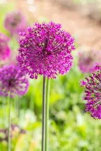 Purple Sensation - afbeelding 3