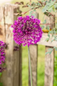 Purple Sensation - afbeelding 5