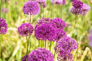 Purple Sensation - afbeelding 5