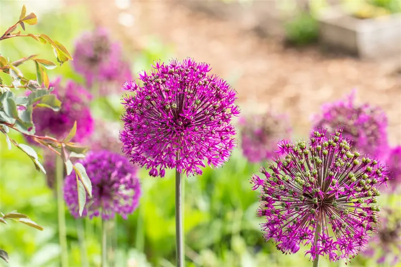 Purple Sensation - afbeelding 2