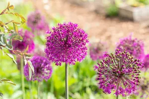 Purple Sensation - afbeelding 2