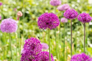 Purple Sensation - afbeelding 4