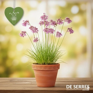 Allium carinatum subsp. pulchellum