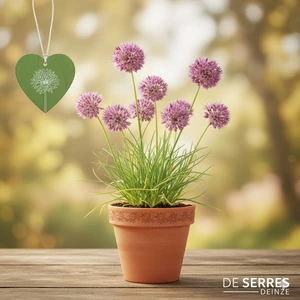 Allium cernuum 'Hidcote' P9