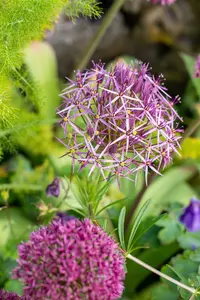 allium christophii ( albopilosum) - afbeelding 2