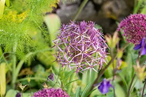 allium christophii ( albopilosum) - afbeelding 2