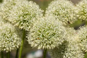 giganteum - afbeelding 4