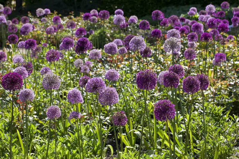giganteum - afbeelding 1