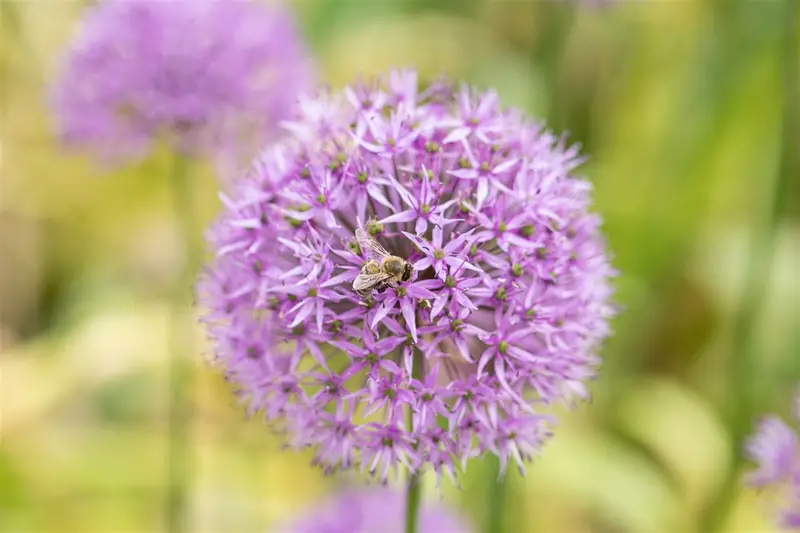 giganteum - afbeelding 3