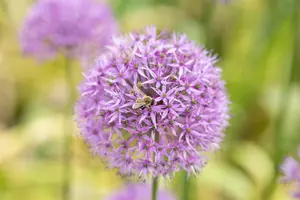 giganteum - afbeelding 3