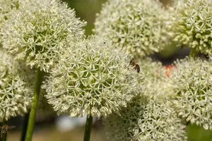 giganteum - afbeelding 5