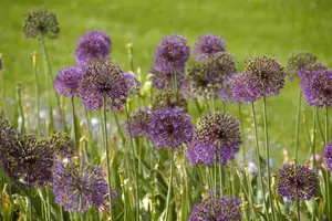 giganteum - afbeelding 2