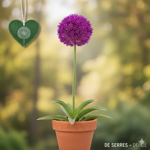 Allium 'His Excellency'