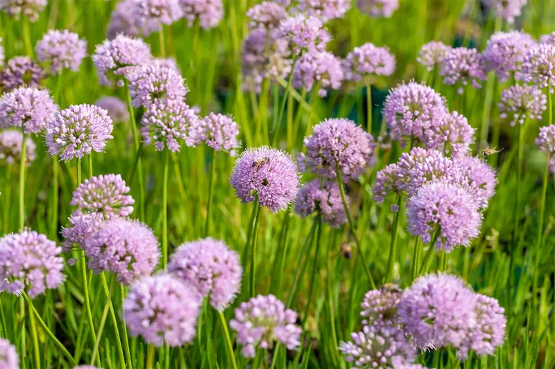 Allium hybr. 'In Orbit' P9 - afbeelding 1