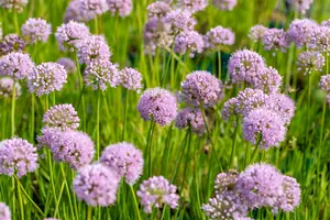 Allium hybr. 'In Orbit' P9 - afbeelding 1