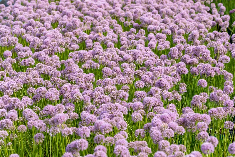 Allium hybr. 'In Orbit' P9 - afbeelding 2