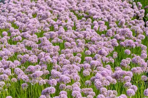Allium hybr. 'In Orbit' P9 - afbeelding 2