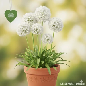 Allium 'Mont Blanc' C1