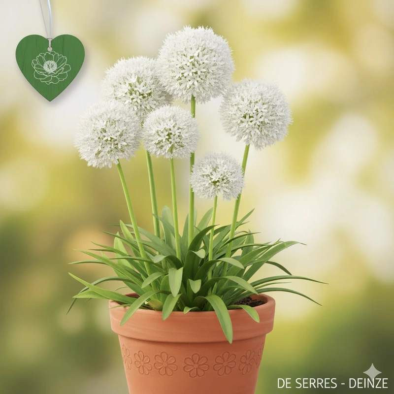 Allium schoenoprasum 'Corsican White' P9