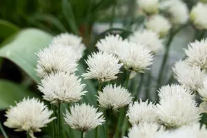 Allium schoenoprasum 'Elbe' P9 - afbeelding 1