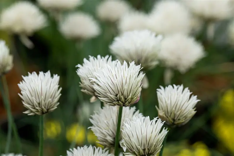 Allium schoenoprasum 'Elbe' P9 - afbeelding 2