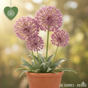 Allium schubertii P9