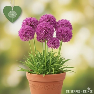 Allium senescens 'Millenium' P9