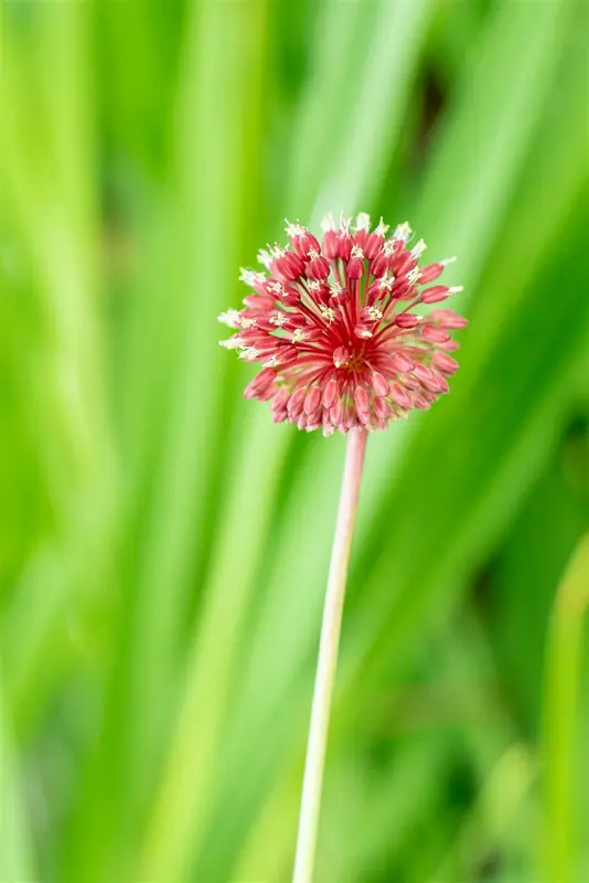 sphaerocephalon - afbeelding 2