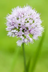 Summer Beauty - afbeelding 2