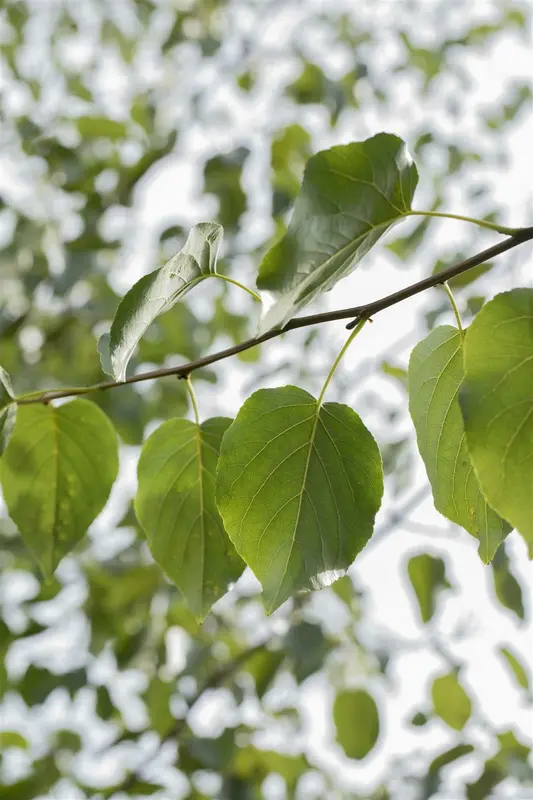 alnus cordata (60- 90cm) - afbeelding 3