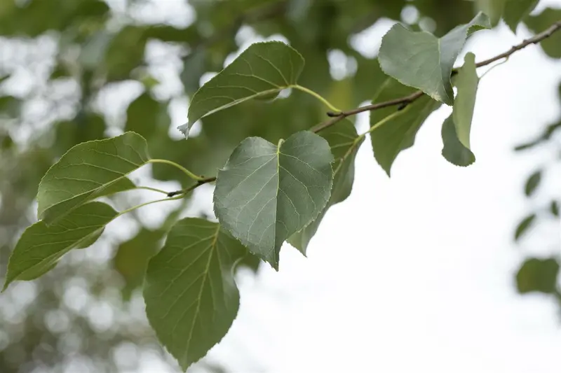 alnus cordata (60- 90cm) - afbeelding 1