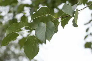 alnus cordata (60- 90cm) - afbeelding 5