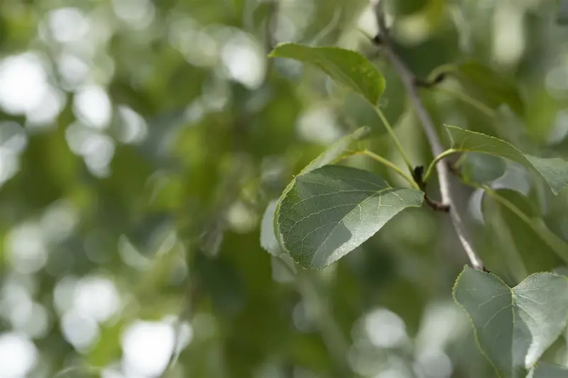 alnus cordata (60- 90cm) - afbeelding 2