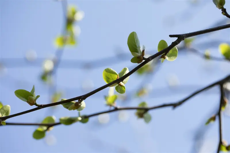 alnus cordata (60- 90cm) - afbeelding 5