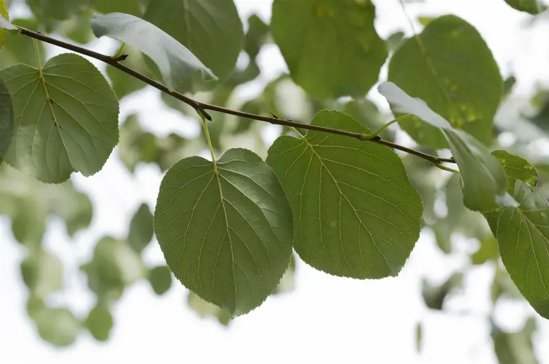 alnus cordata (60- 90cm) - afbeelding 4