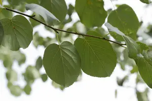 alnus cordata (60- 90cm) - afbeelding 4