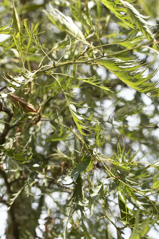 alnus glut. 'imperialis' 8/10 C - afbeelding 3