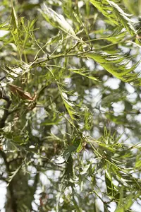 alnus glut. 'imperialis' 8/10 C - afbeelding 3