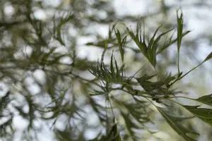alnus glut. 'imperialis' 8/10 C - afbeelding 4