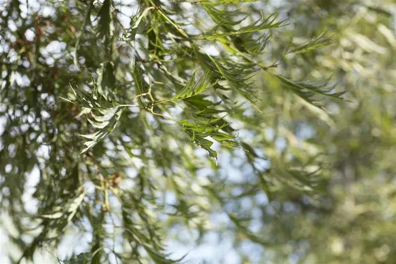 alnus glut. 'imperialis' 8/10 C - afbeelding 2