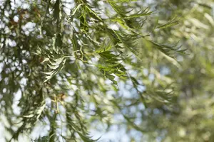 alnus glut. 'imperialis' 8/10 C - afbeelding 2