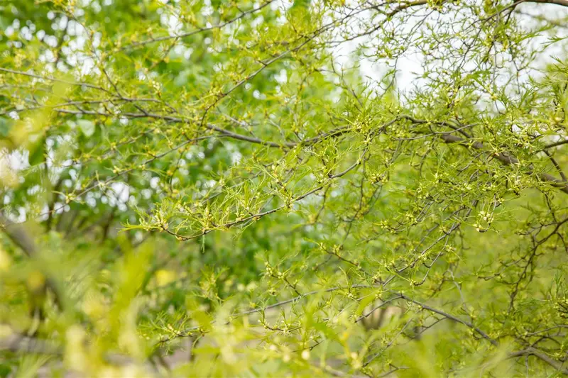alnus glut. 'imperialis' 8/10 C - afbeelding 4