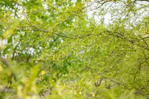 alnus glut. 'imperialis' 8/10 C - afbeelding 4